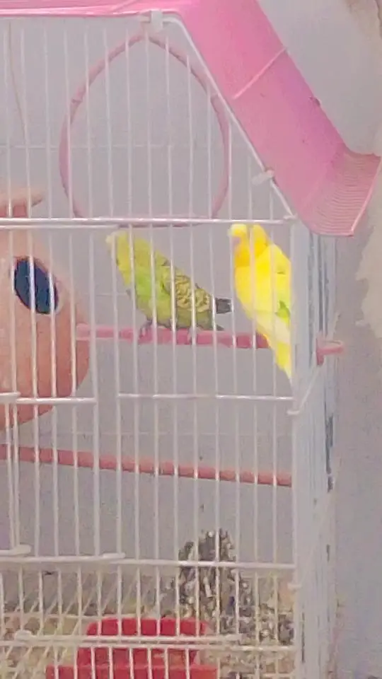 Budgies with Cage & Nest Box — photo 4