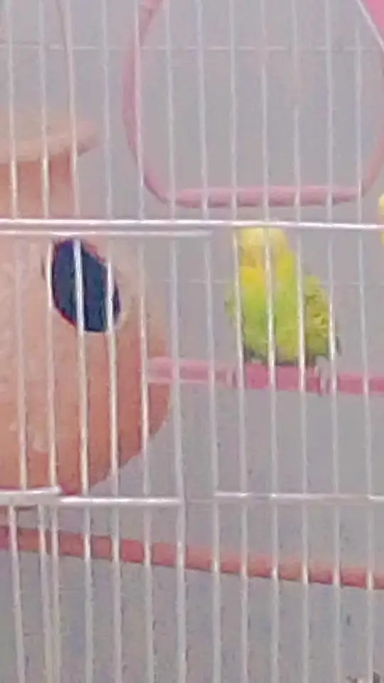 Budgies with Cage & Nest Box — photo 5