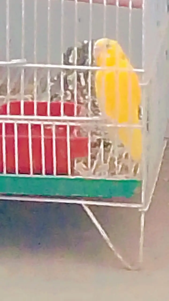 Budgies with Cage & Nest Box — photo 6