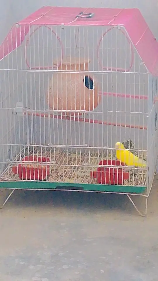 Budgies with Cage & Nest Box — photo 7