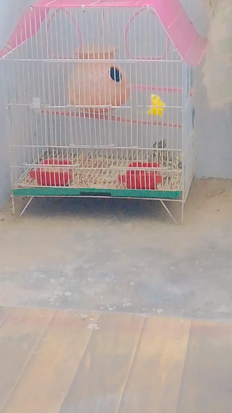 Budgies with Cage & Nest Box — photo 8