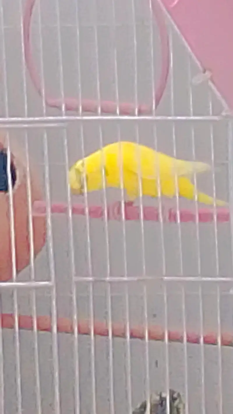 Budgies with Cage & Nest Box — photo 9