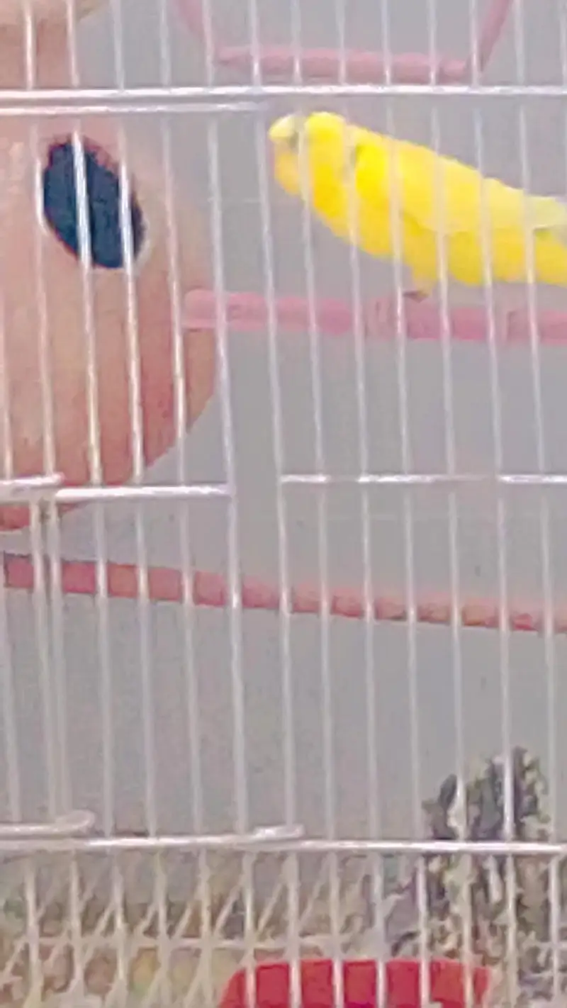 Budgies with Cage & Nest Box — photo 10