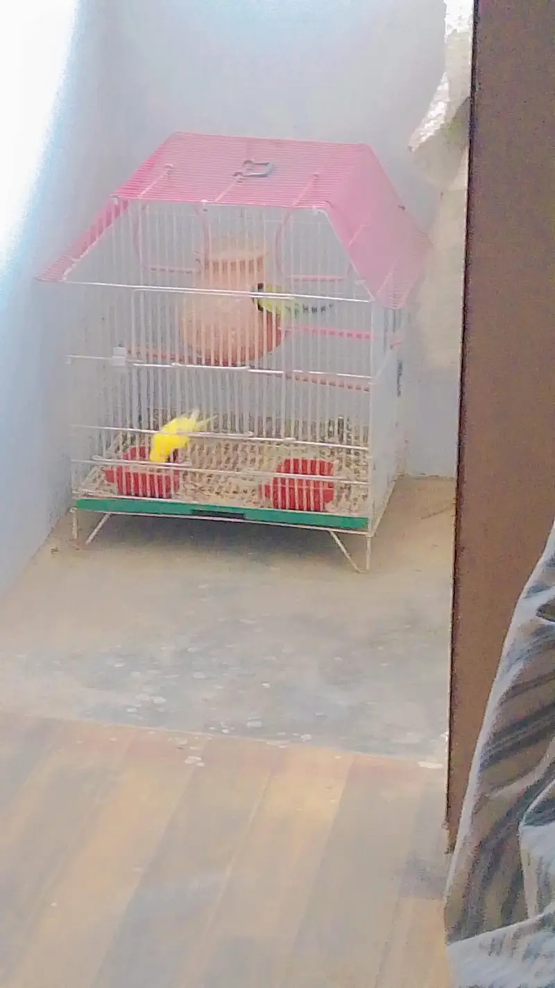Budgies with Cage & Nest Box — photo 11