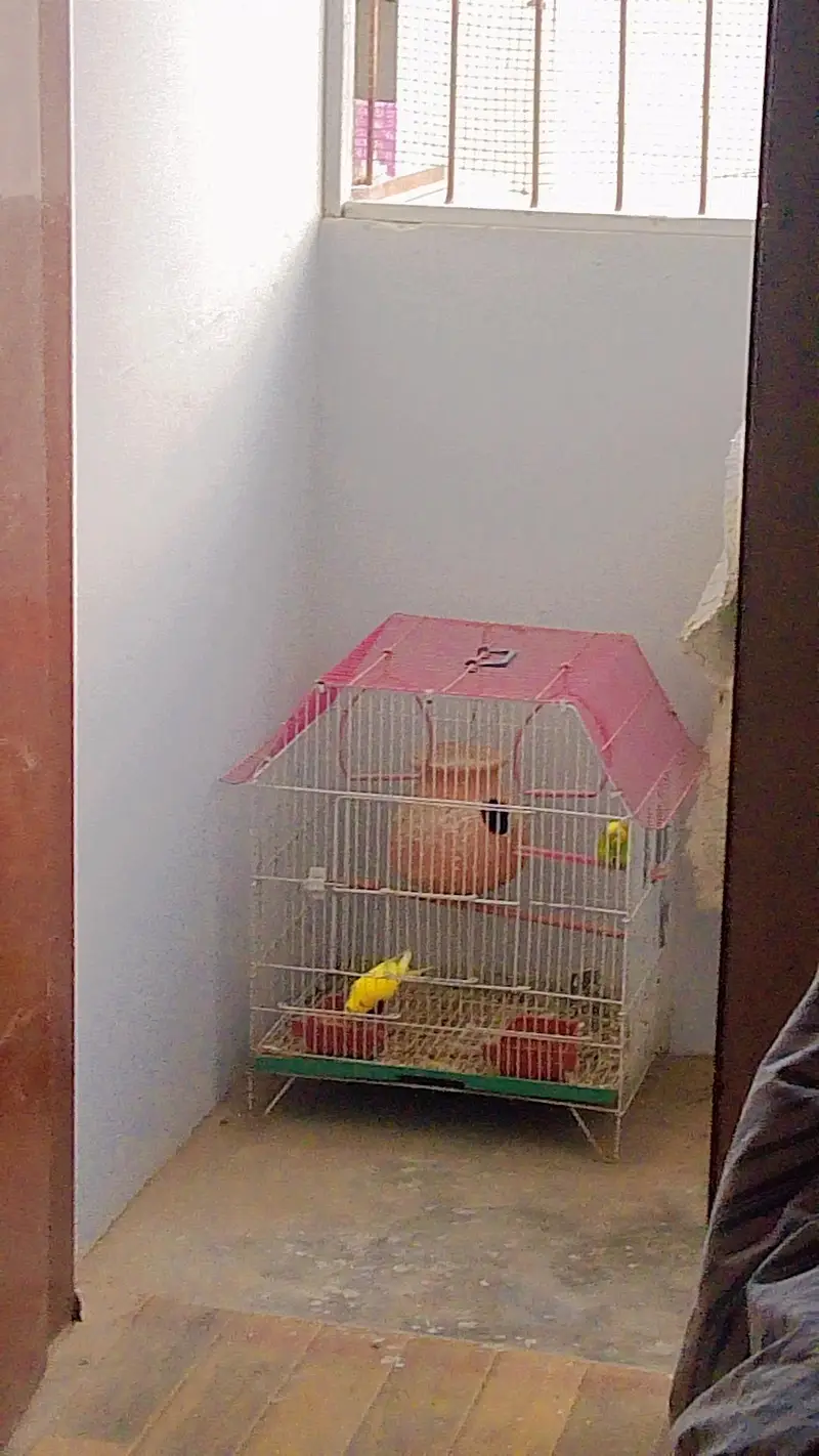 Budgies with Cage & Nest Box — photo 12