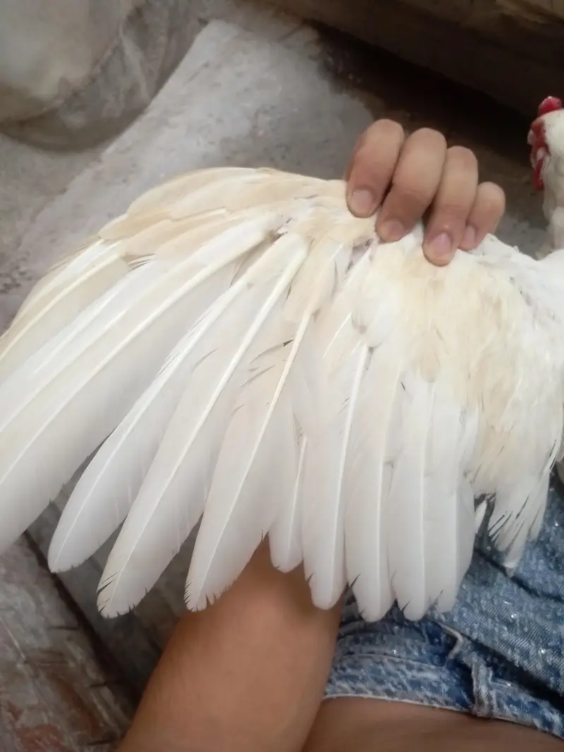 Pure White Papar patha — photo 7