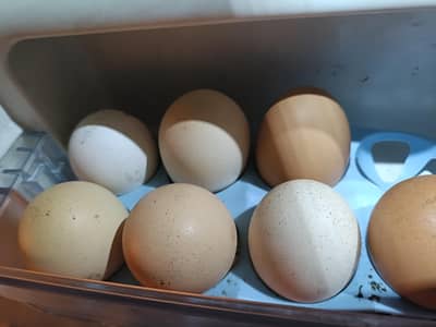 hen for sale
