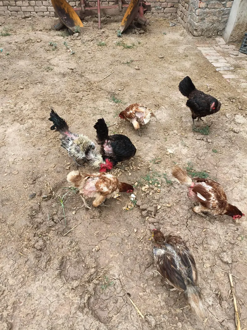 hen for sale — photo 2