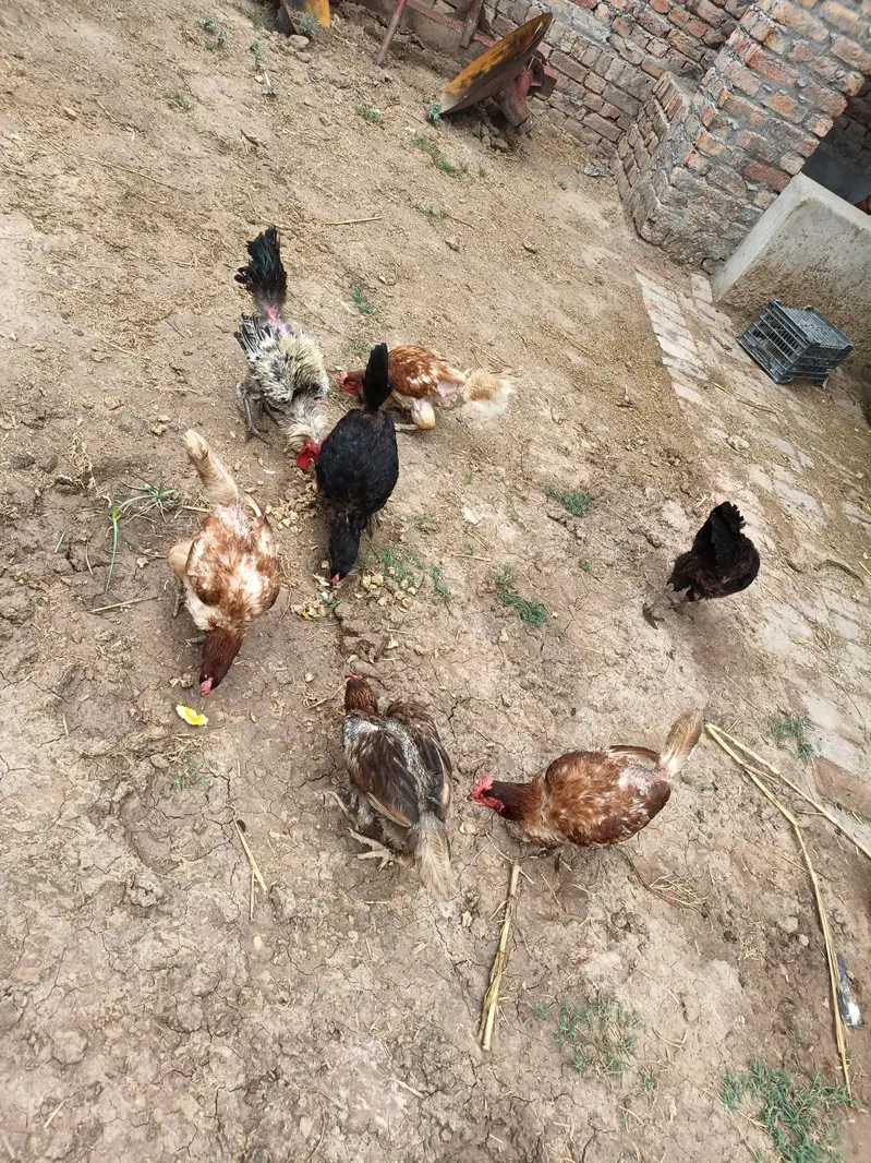 hen for sale — photo 3