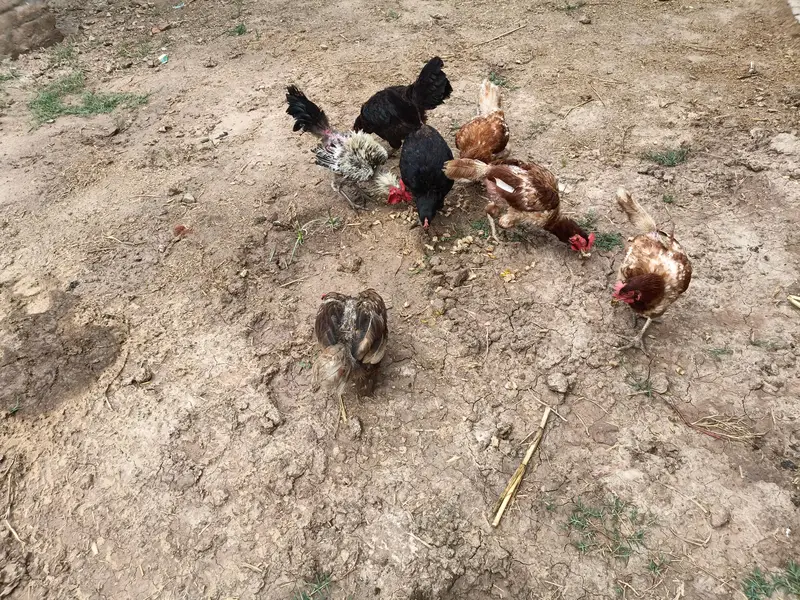 hen for sale — photo 4