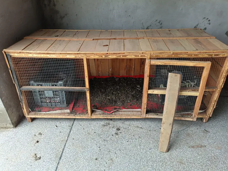 hen for sale — photo 5