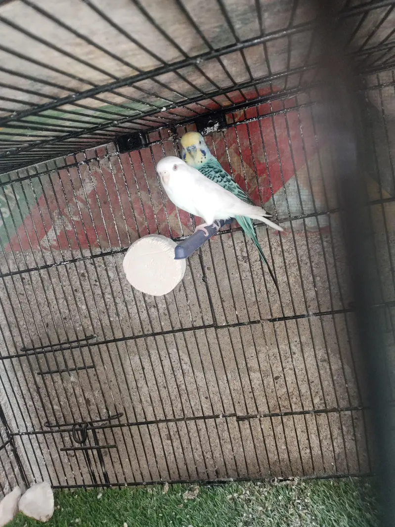 Australian budgies — photo 2