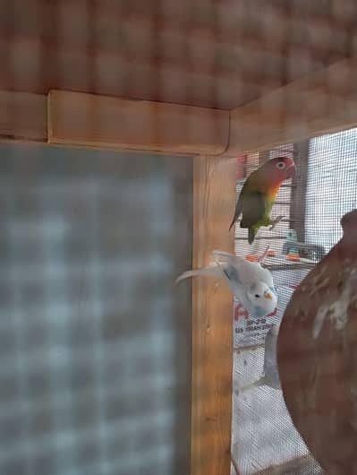 1 Australian pair, 1 Live bird pair without cage