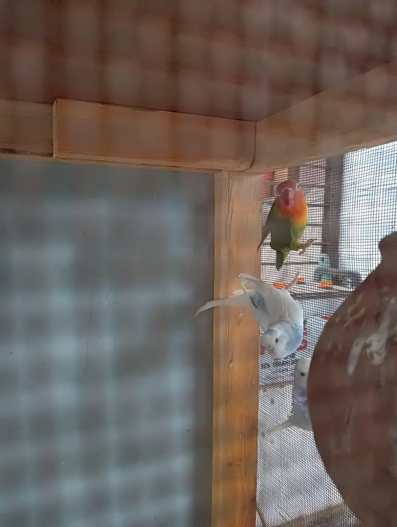 1 Australian pair, 1 Live bird pair without cage — photo 2