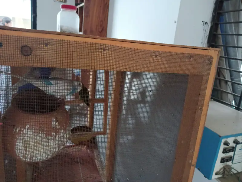 1 Australian pair, 1 Live bird pair without cage — photo 3