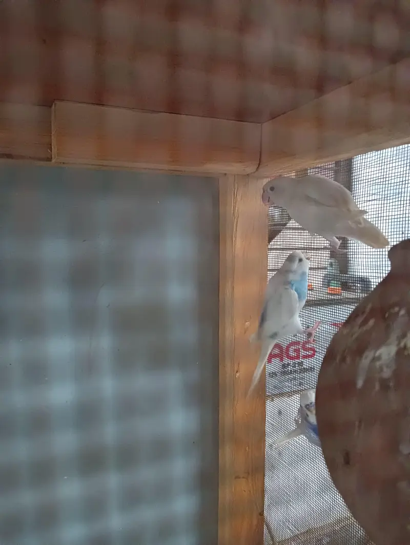 1 Australian pair, 1 Live bird pair without cage — photo 4