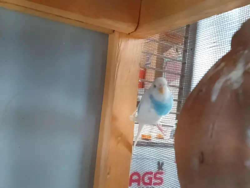 1 Australian pair, 1 Live bird pair without cage — photo 8