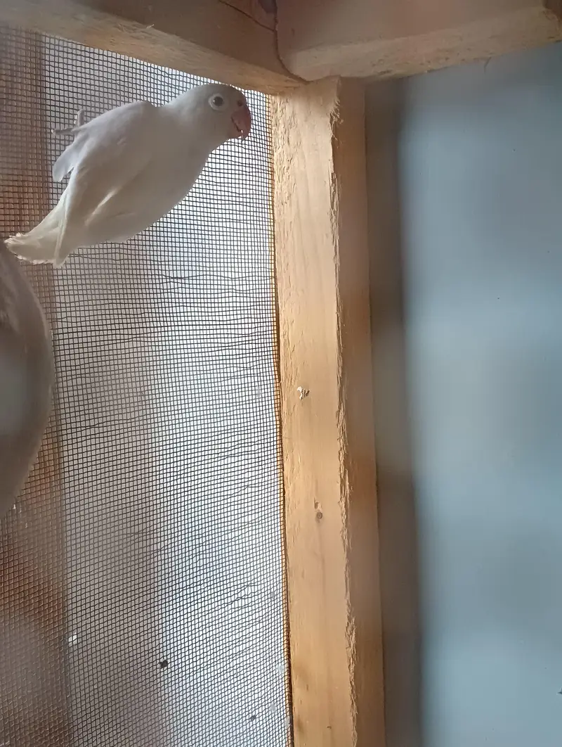 1 Australian pair, 1 Live bird pair without cage — photo 9