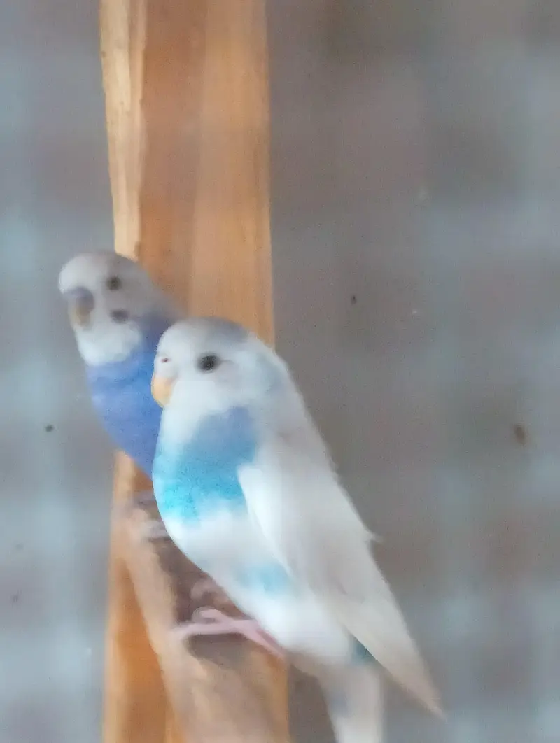 1 Australian pair, 1 Live bird pair without cage — photo 10