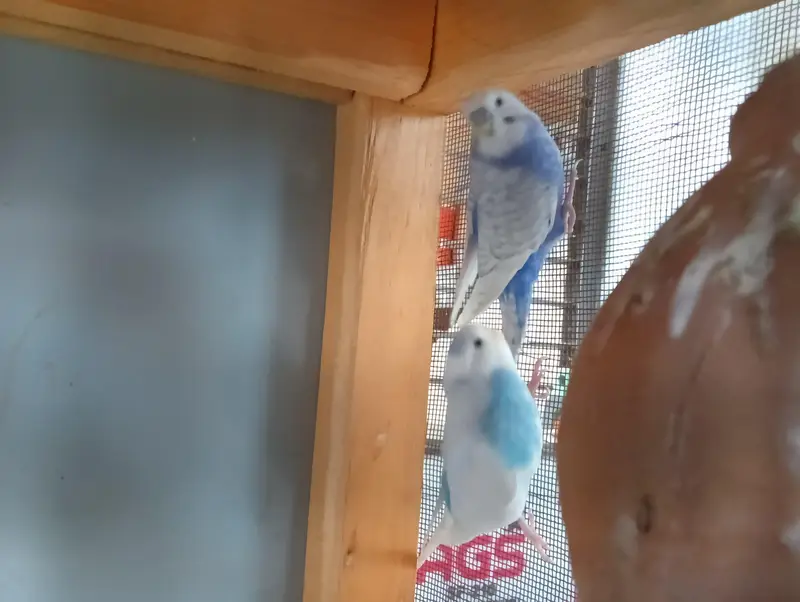 1 Australian pair, 1 Live bird pair without cage — photo 11
