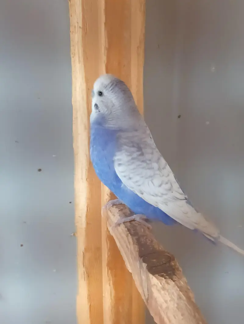 1 Australian pair, 1 Live bird pair without cage — photo 12