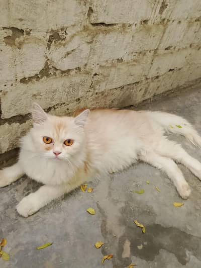 Persian Cats For Sale