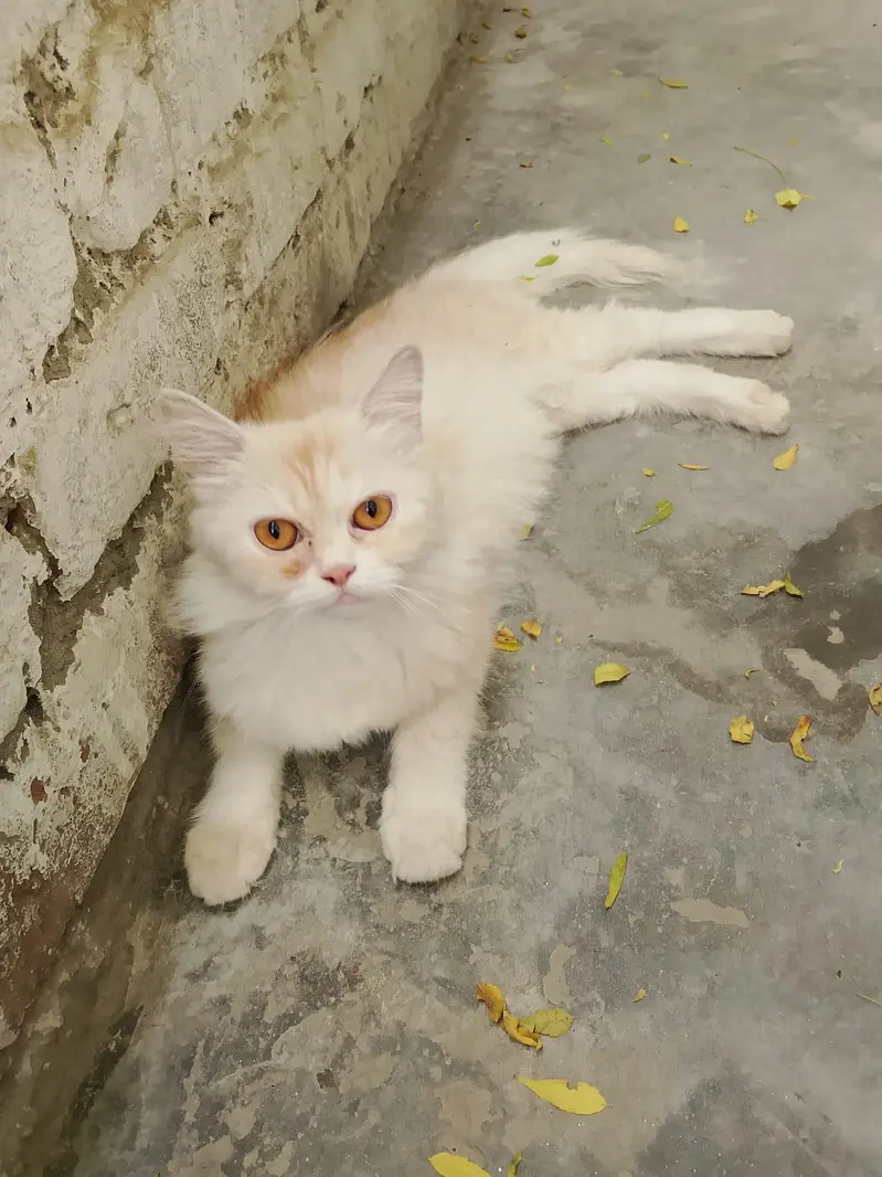 Persian Cats For Sale — photo 2