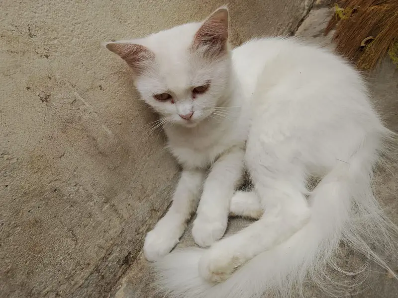 Persian Cats For Sale — photo 3