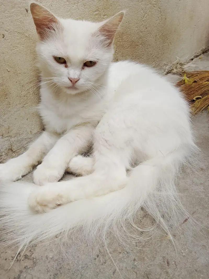 Persian Cats For Sale — photo 4