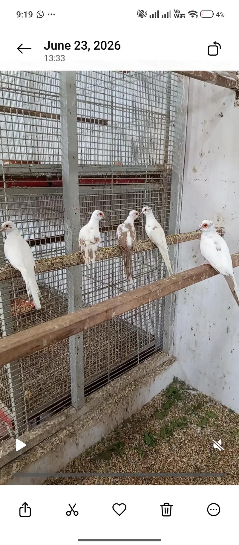 red pied dove