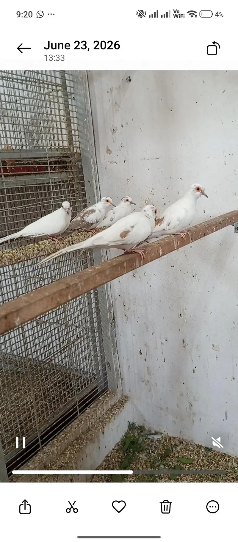 red pied dove — photo 2