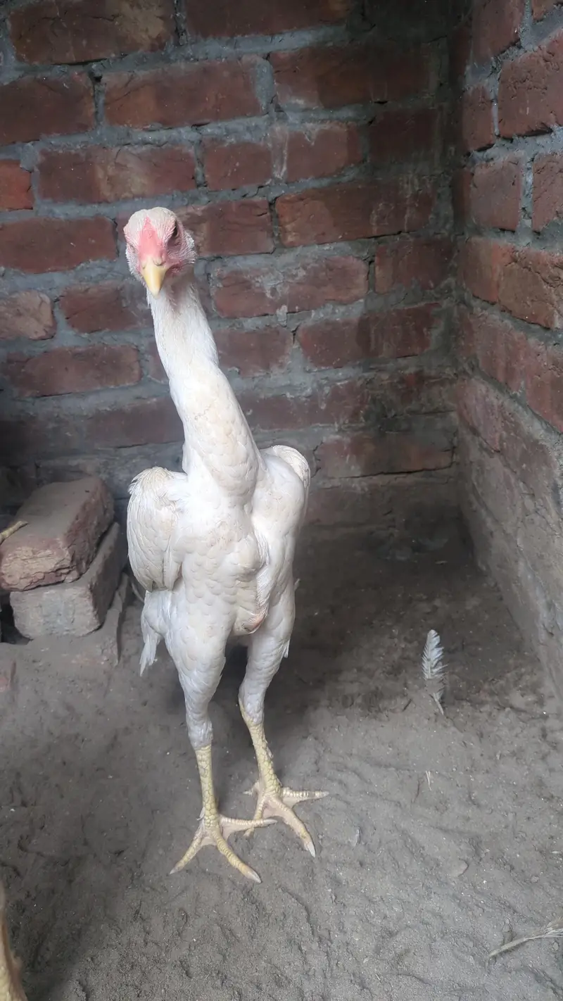 shamoo Aseel achi hight man — photo 3