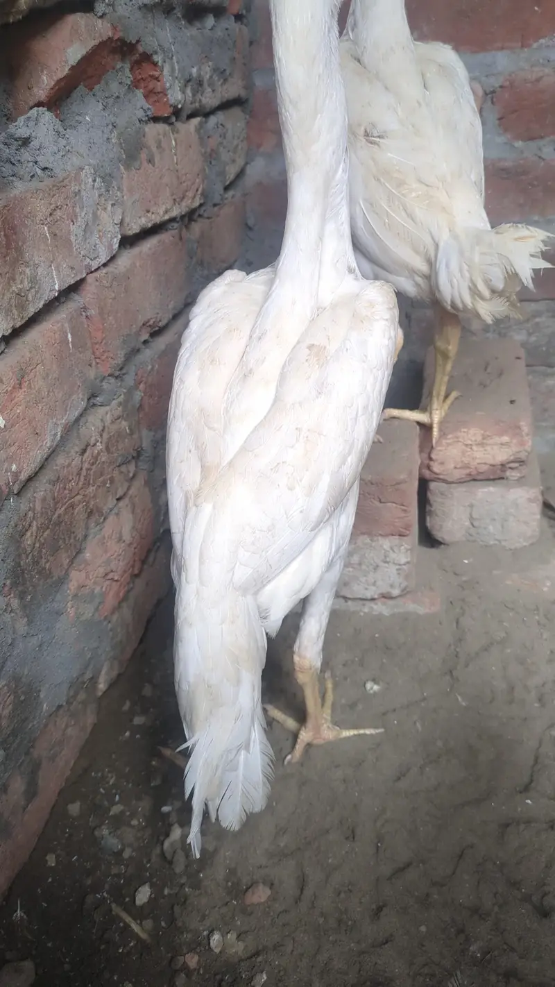 shamoo Aseel achi hight man — photo 4