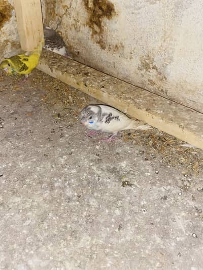 Australian birds