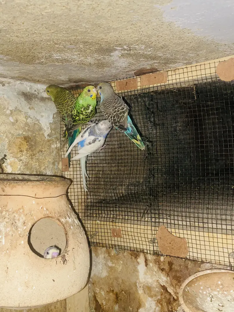Australian birds — photo 2