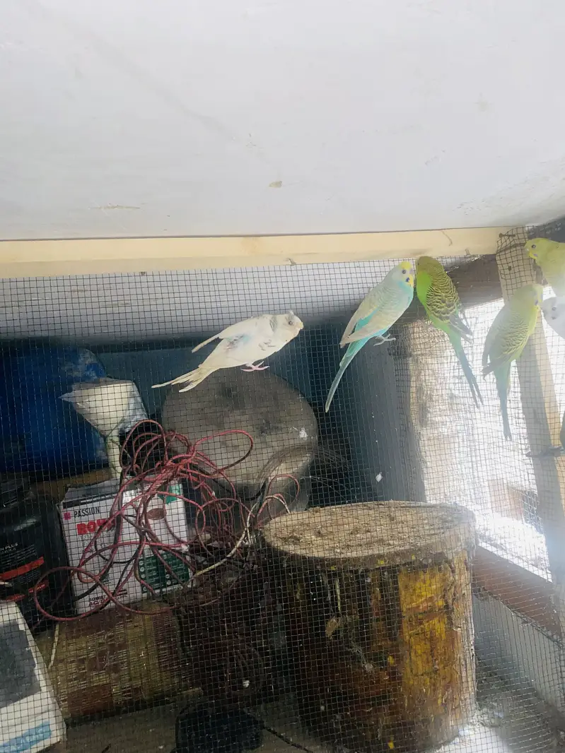 Australian birds — photo 3