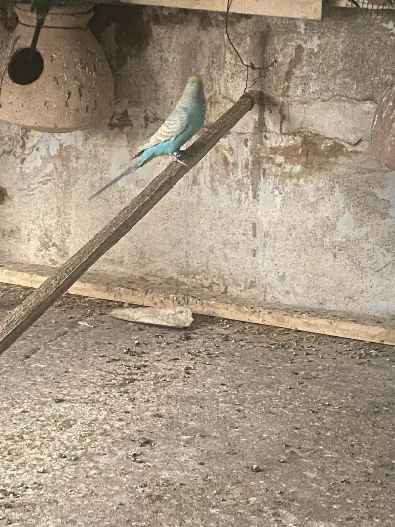 Australian birds — photo 5
