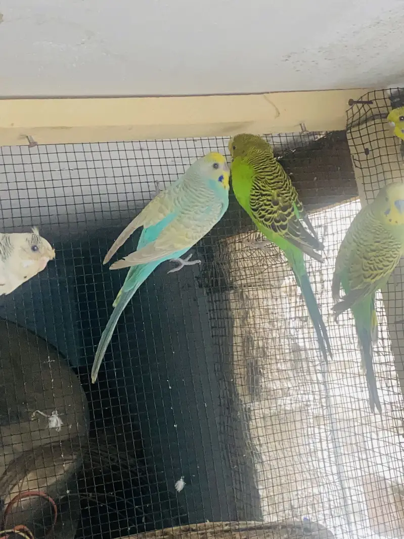 Australian birds — photo 6