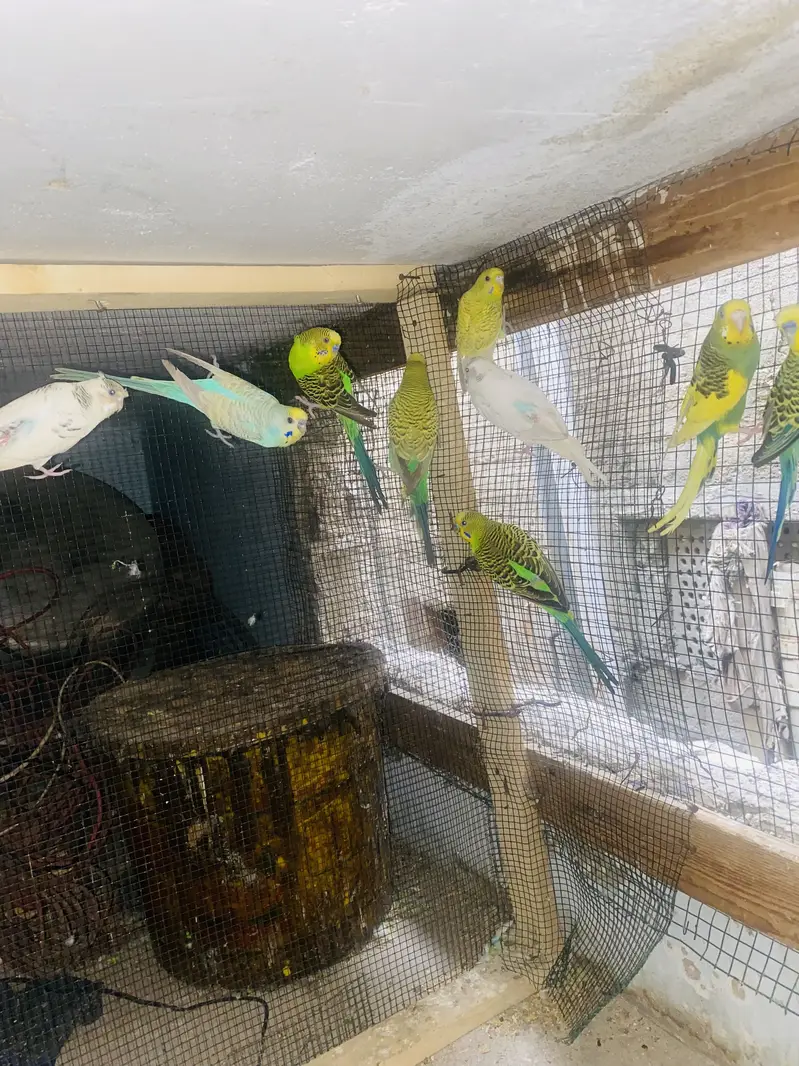 Australian birds — photo 9