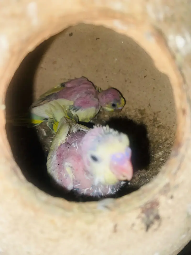 Australian birds — photo 10