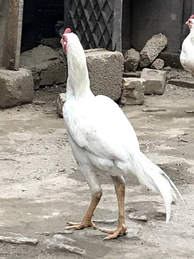 Aseel murga for sale