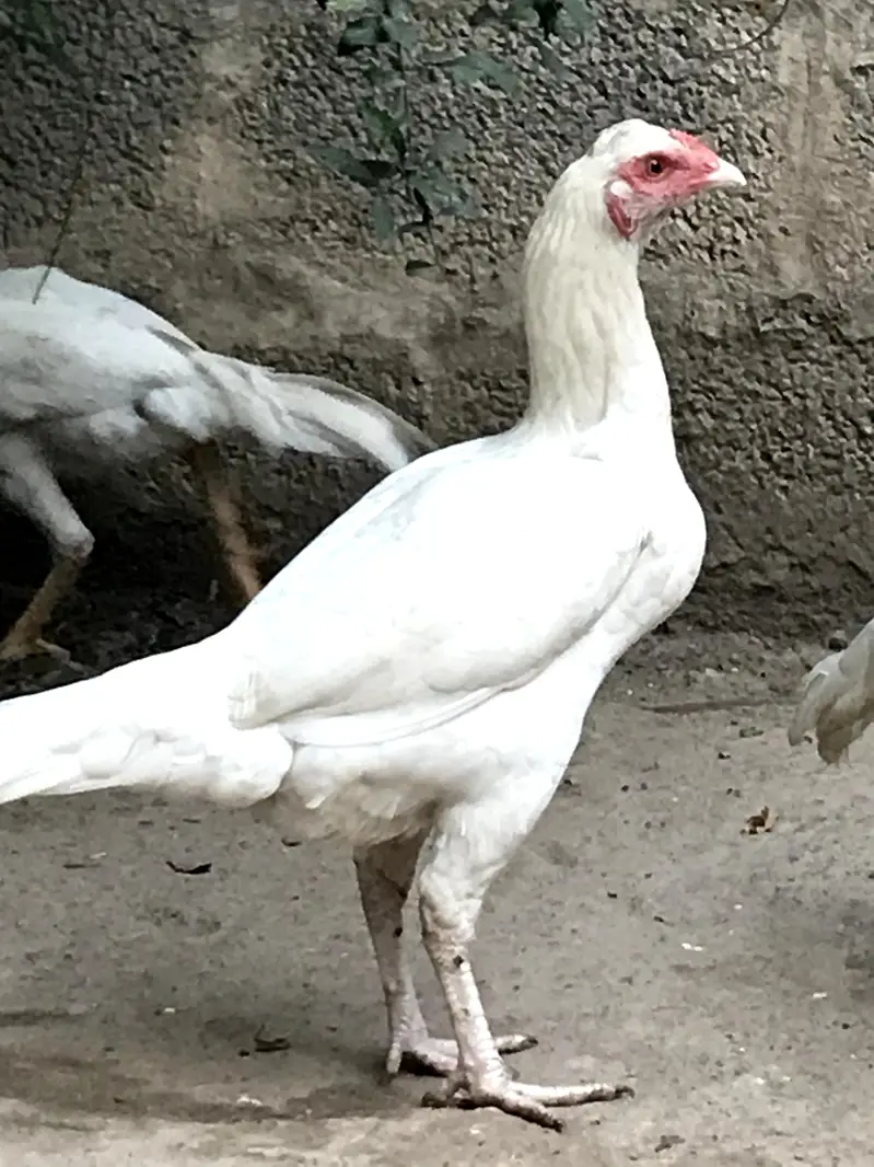 Aseel murga for sale — photo 2