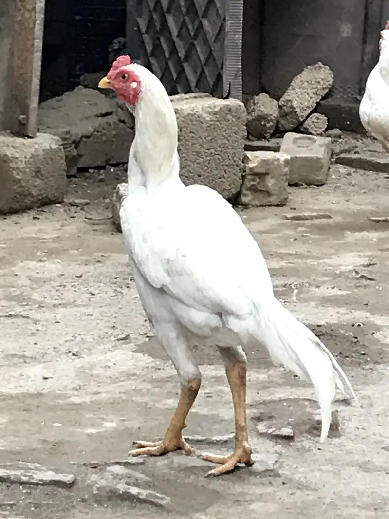 Aseel murga for sale — photo 3