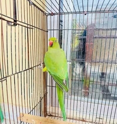 parrot for sale