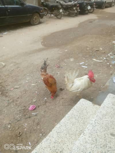 too good hens