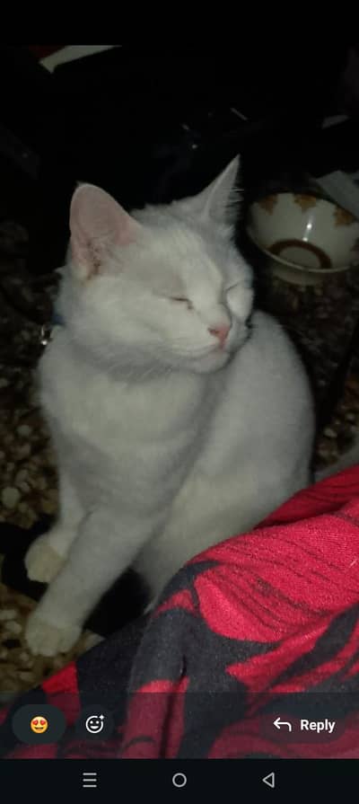 Sami Persian white male