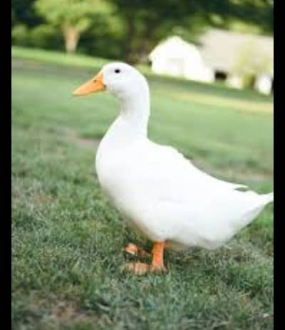 Duck  Pair for sale