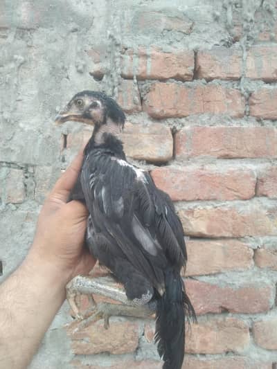 Aseel pathy pathiya available