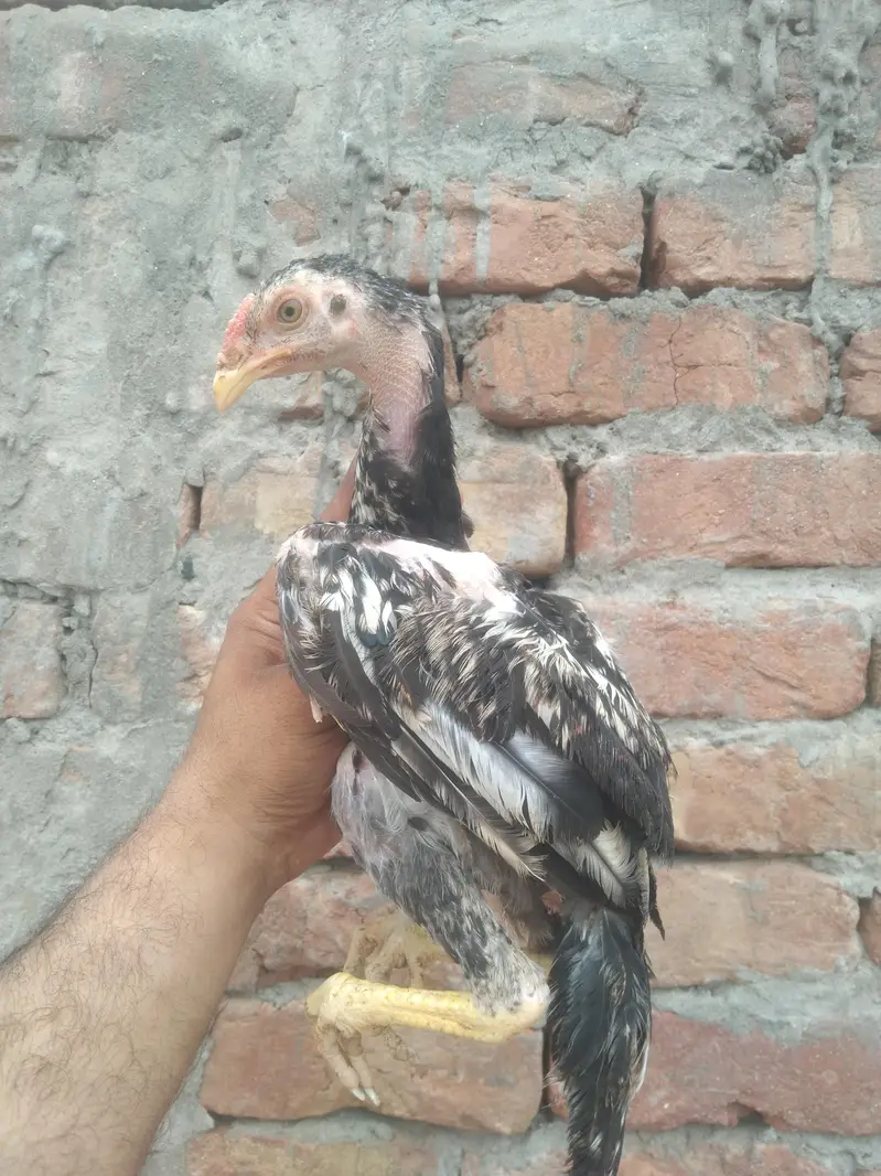 Aseel pathy pathiya available — photo 2
