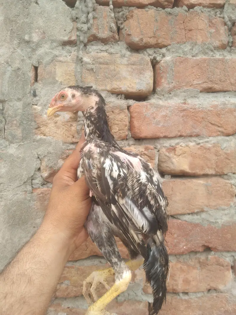 Aseel pathy pathiya available — photo 3